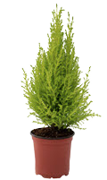 4" Lemon Cypress
